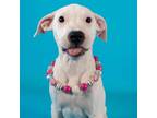 Adopt Indigo a White - with Tan, Yellow or Fawn Dogo Argentino / Pit Bull