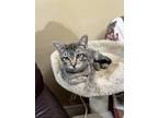 Adopt Sissi a Domestic Shorthair / Mixed (short coat) cat in Brigham City -