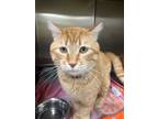 Adopt Fabian a Domestic Shorthair / Mixed (short coat) cat in Brigham City -