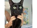Adopt Willy a All Black Domestic Shorthair / Mixed cat in Jupiter, FL (39036538)