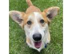 Adopt Daniela a Welsh Corgi / Mixed dog in St. Charles, IL (39036569)