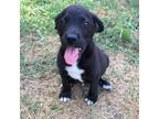 Adopt Pretzel a Black Hound (Unknown Type) / Mixed dog in Cabot, AR (39013579)