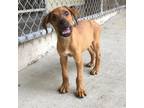 Adopt Paris a Brown/Chocolate Hound (Unknown Type) / Mixed dog in Cabot