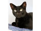 Adopt Sadie a Domestic Shorthair / Mixed (short coat) cat in Novato