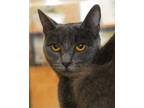 Adopt Maeve a Domestic Shorthair / Mixed cat in Novato, CA (39030137)