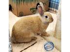 Adopt Maple a American / Mixed rabbit in Naples, FL (39025477)