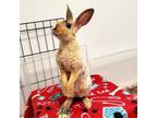 Adopt Fir a Harlequin / Mixed rabbit in Naples, FL (39009739)