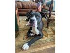 Adopt Miller a Black - with White Boxer / Mixed dog in Olive Branch