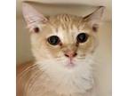 Adopt Hunter a Tan or Fawn Tabby Domestic Shorthair / Mixed cat in Sarasota