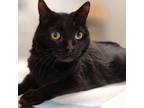 Adopt Ebony a All Black Domestic Shorthair / Mixed cat in Sarasota