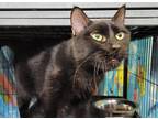 Adopt Marcella a All Black Domestic Shorthair (short coat) cat in Dickson