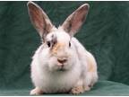 Adopt Chimichanga *Medical Hold* a Dwarf / Mixed (short coat) rabbit in Baton