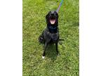 Adopt Remmi a Labrador Retriever dog in Roanoke, VA (39013037)