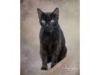 Adopt Sophia Lynn a All Black Domestic Shorthair cat in Belton, MO (39034825)