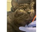 Adopt Mara Read a Domestic Shorthair / Mixed cat in Escondido, CA (39036150)