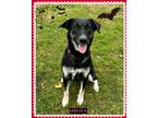 Adopt Amanda(fta) a Siberian Husky / Labrador Retriever / Mixed dog in