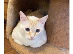 Adopt Leila a Cream or Ivory (Mostly) Domestic Shorthair / Mixed (short coat)