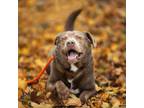 Adopt Momo a Brown/Chocolate Labrador Retriever / Mixed dog in Spokane