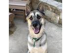 Adopt Doza a Husky / Shepherd (Unknown Type) / Mixed dog in Houston