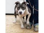 Adopt JUNE-28120 a Gray/Silver/Salt & Pepper - with Black Pit Bull Terrier /