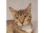 Adopt Mustang a Domestic Shorthair / Mixed cat in Sheboygan, WI (39035784)