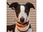 Adopt Obie a White - with Black Greyhound / Mixed dog in Minneapolis
