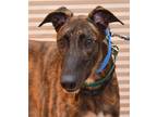 Adopt Thor a Brindle Greyhound / Mixed dog in Minneapolis, MN (39035631)