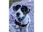 Adopt Bill a Black - with White Mixed Breed (Medium) dog in Amherst