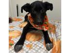 Adopt Jorja a Gray/Silver/Salt & Pepper - with Black Labrador Retriever / Mixed