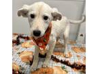 Adopt Janie a White - with Tan, Yellow or Fawn Labrador Retriever / Mixed dog in