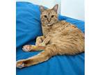 Adopt SONNY - Offered by Owner - Friendly and Chatty a Orange or Red Tabby