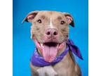 Adopt Chato a Brown/Chocolate American Pit Bull Terrier / Mixed dog in West Palm