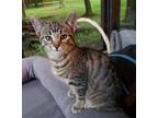 Adopt Terrance a Brown Tabby Domestic Shorthair / Mixed (short coat) cat in