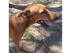 Adopt Tom a Brown/Chocolate Carolina Dog / Mixed dog in Oceanside, NY (39035349)