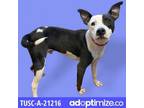 Adopt Mack a Gray/Silver/Salt & Pepper - with Black Terrier (Unknown Type