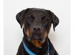 Adopt Gypsy a Rottweiler / Mixed dog in San Luis Obispo, CA (39029847)