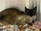 Adopt MARIA a Brown or Chocolate Snowshoe / Mixed (medium coat) cat in Tustin