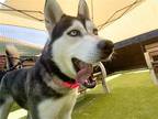 Adopt GLIMMER a Black Siberian Husky / Mixed dog in Tustin, CA (39021430)
