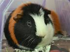 Adopt NOODLES a Guinea Pig (medium coat) small animal in Denver, CO (39009538)