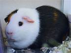Adopt SNOOKS a Guinea Pig (medium coat) small animal in Denver, CO (39009536)