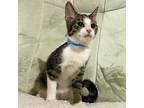 Adopt Susie a Gray or Blue (Mostly) Domestic Shorthair / Mixed (short coat) cat