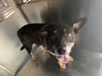Adopt Rhea a Black Australian Cattle Dog / Mixed dog in Fort Worth