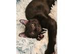 Adopt Rocky a All Black Domestic Shorthair / Mixed cat in Panama City