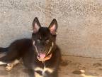 Adopt Ludo a Gray/Silver/Salt & Pepper - with Black Husky / German Shepherd Dog