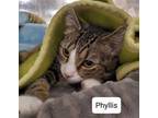 Adopt Phyllis a Domestic Shorthair / Mixed (short coat) cat in Phoenix