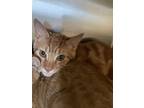 Adopt Dorito a Orange or Red Domestic Shorthair / Mixed cat in Wichita