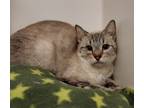 Adopt Casa a Domestic Shorthair / Mixed cat in Oceanside, CA (39029317)