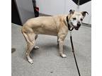 Adopt Nicki a Labrador Retriever / Shepherd (Unknown Type) / Mixed dog in