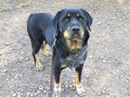 Adopt Marissa a Rottweiler / Mixed dog in Escondido, CA (39034742)