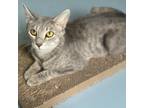 Adopt Miss Johnnie a Gray or Blue Domestic Shorthair / Mixed cat in Huntsville